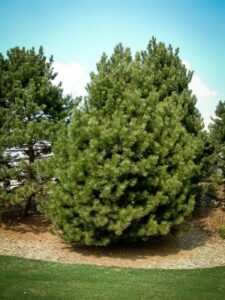 Сосна Чёрная (Pinus Nigra) купить по цене от 270.00р. в интернет-магазине «Посадика» с доставкой почтой в в Лаганье и по всей России – [изображение №1].