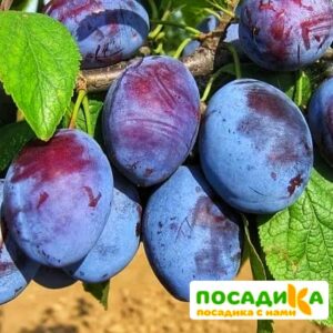 Слива Чачакская ранняя купить по цене от 229.00р. в интернет-магазине «Посадика» с доставкой почтой в в Лаганье и по всей России – [изображение №1].