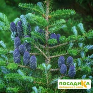 Пихта корейская (Abies koreana) купить по цене от 450.00р. в интернет-магазине «Посадика» с доставкой почтой в в Лаганье и по всей России – [изображение №1].