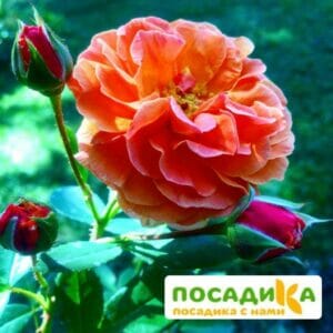 Роза Арабия купить по цене от 350.00р. в интернет-магазине «Посадика» с доставкой почтой в в Лаганье и по всей России – [изображение №1].