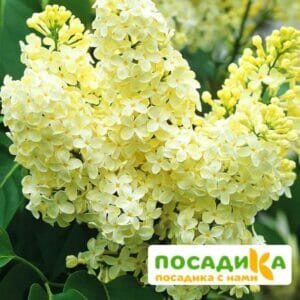 Сирень Примроуз (Primrose) купить по цене от 529.00р. в интернет-магазине «Посадика» с доставкой почтой в в Лаганье и по всей России – [изображение №1].