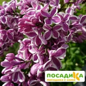 Сирень Сенсация купить по цене от 529.00р. в интернет-магазине «Посадика» с доставкой почтой в в Лаганье и по всей России – [изображение №1].