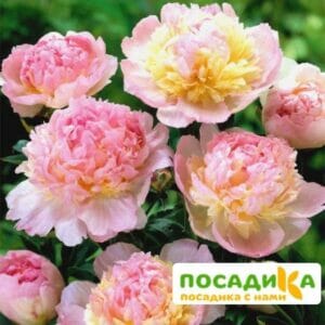 Пион Распберри Сандей (Paeonia Raspberry Sundae) купить по цене от 959р. в интернет-магазине «Посадика» с доставкой почтой в в Лаганье и по всей России – [изображение №1].