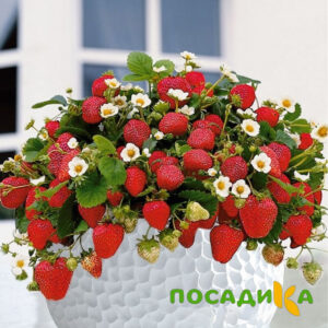Клубника Рубиновый Шепот (горшечная) купить по цене от 240р. в интернет-магазине «Посадика» с доставкой почтой в в Лаганье и по всей России – [изображение №1].