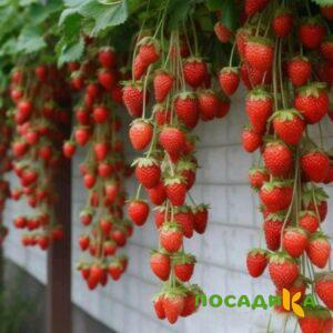 Клубника вьющаяся Комплимент купить по цене от 470р. в интернет-магазине «Посадика» с доставкой почтой в в Лаганье и по всей России – [изображение №1].