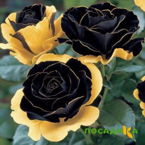 Роза Ханни Сикл купить по цене от 700р. в интернет-магазине «Посадика» с доставкой почтой в в Лаганье и по всей России – [изображение №1].