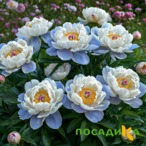 Пион акварельный Этюд купить по цене от 806р. в интернет-магазине «Посадика» с доставкой почтой в в Лаганье и по всей России – [изображение №1].