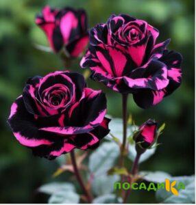 Роза Багровый Шепот купить по цене от 366р. в интернет-магазине «Посадика» с доставкой почтой в в Лаганье и по всей России – [изображение №1].