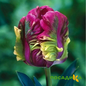 Тюльпан Экзотик Хэвен купить по цене от 186р. в интернет-магазине «Посадика» с доставкой почтой в в Лаганье и по всей России – [изображение №1].